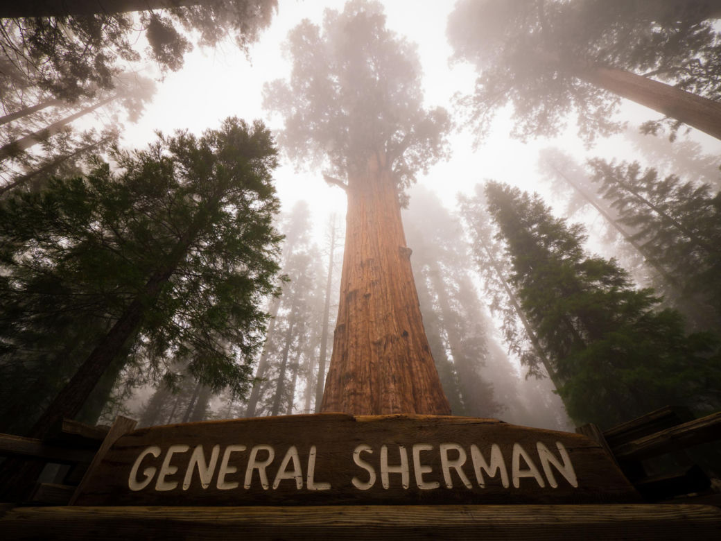 General Sherman – okaz mamutowca olbrzymiego rosnący w Parku Narodowym Sekwoi w górach Sierra Nevada