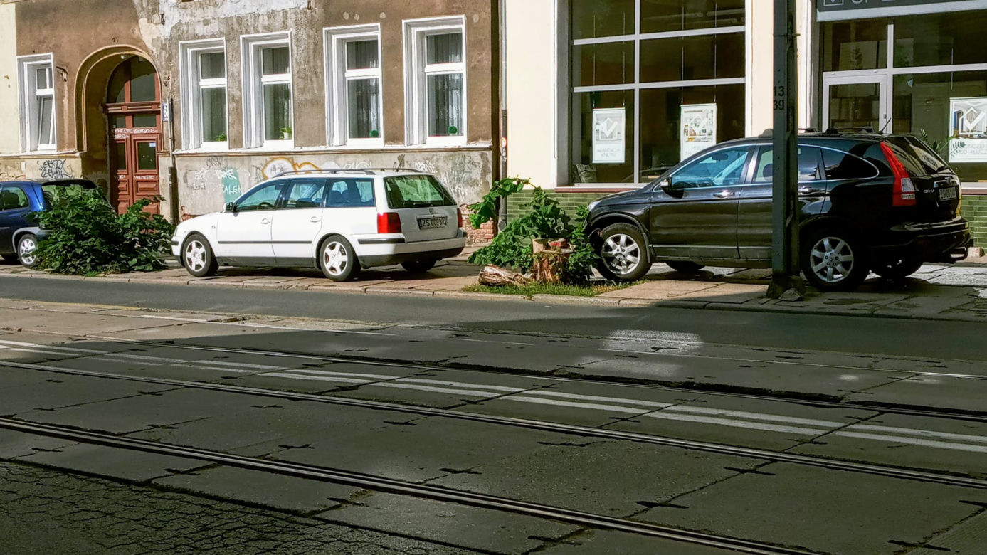Wycięte drzewa w centrum Szczecina nagle odżyły