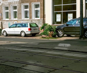 Wycięte drzewa w centrum Szczecina nagle odżyły