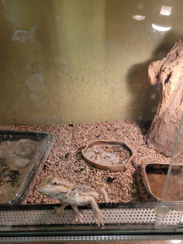 Sklep zoologiczny w Bytomiu: zwierzęta w strasznych warunkach
