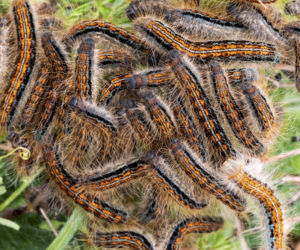Gąsienice zjadają Nowy Jork! Wielka plaga w mieście