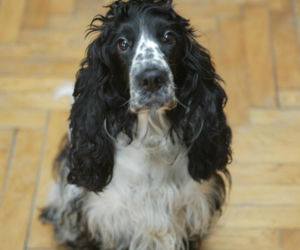 Pieski w Pałacu Prezydenckim