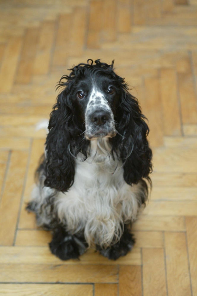 Pieski w Pałacu Prezydenckim