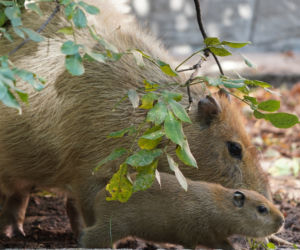 We wrocławskim zoo urodziły się kapibary