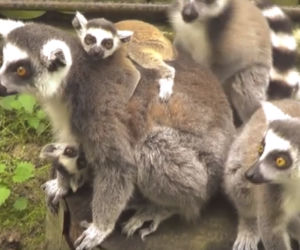 Rodzina lemurów katta