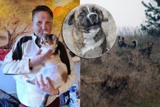 Watahy zdziczałych psów atakują wieś! Rozrywają koty, rzuciły się na dziecko!