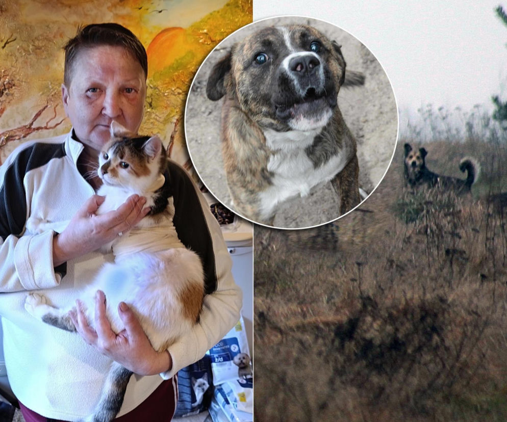 Watahy zdziczałych psów atakują wieś! Rozrywają koty, rzuciły się na dziecko!