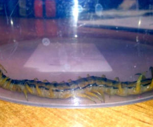Skolopendra paskowana