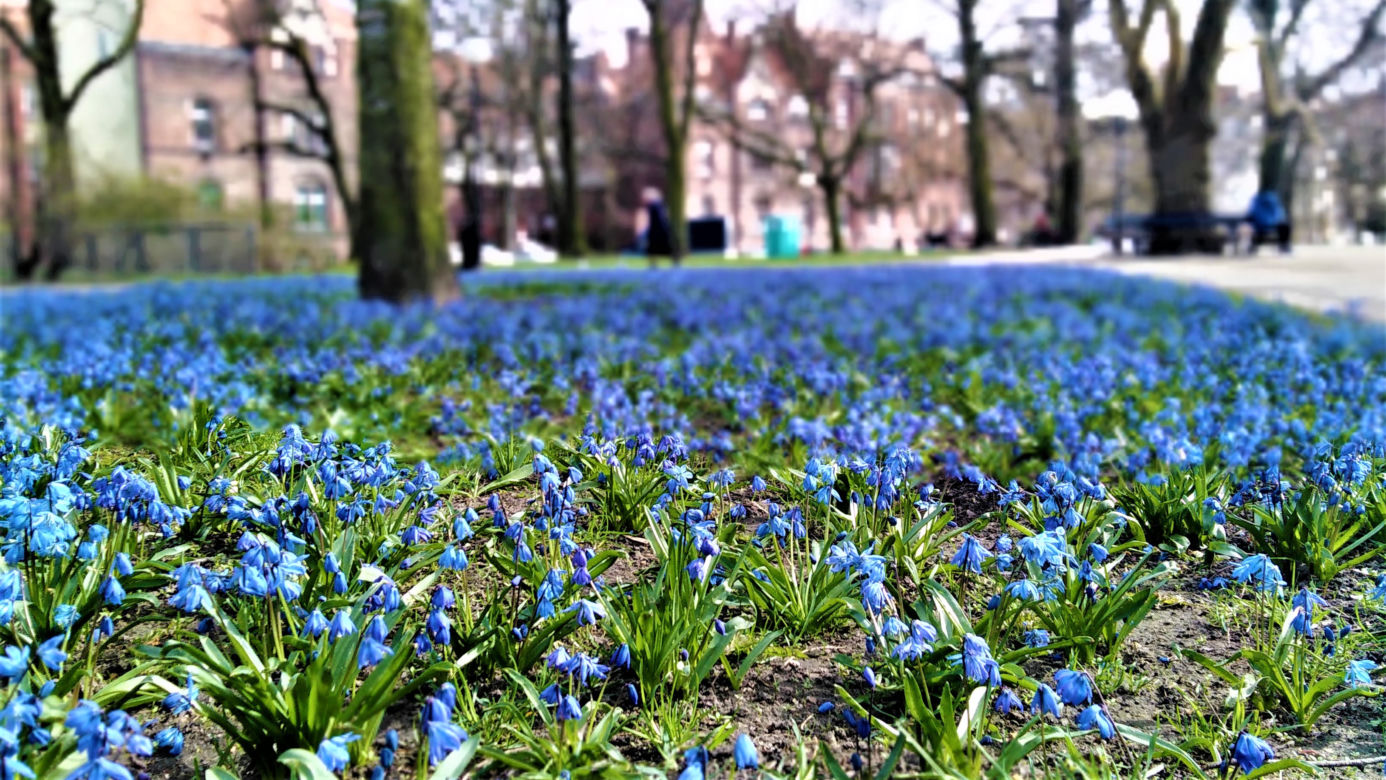 Cebulice w Szczecinie