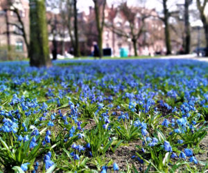 Cebulice w Szczecinie