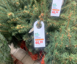 Ile kosztują popularne drzewka w doniczce?