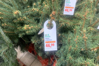 Ile kosztują popularne drzewka w doniczce?