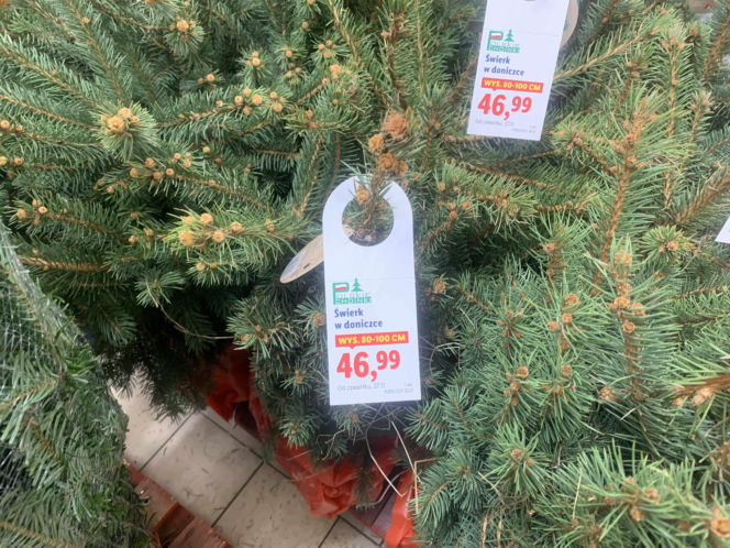 Ile kosztują popularne drzewka w doniczce?