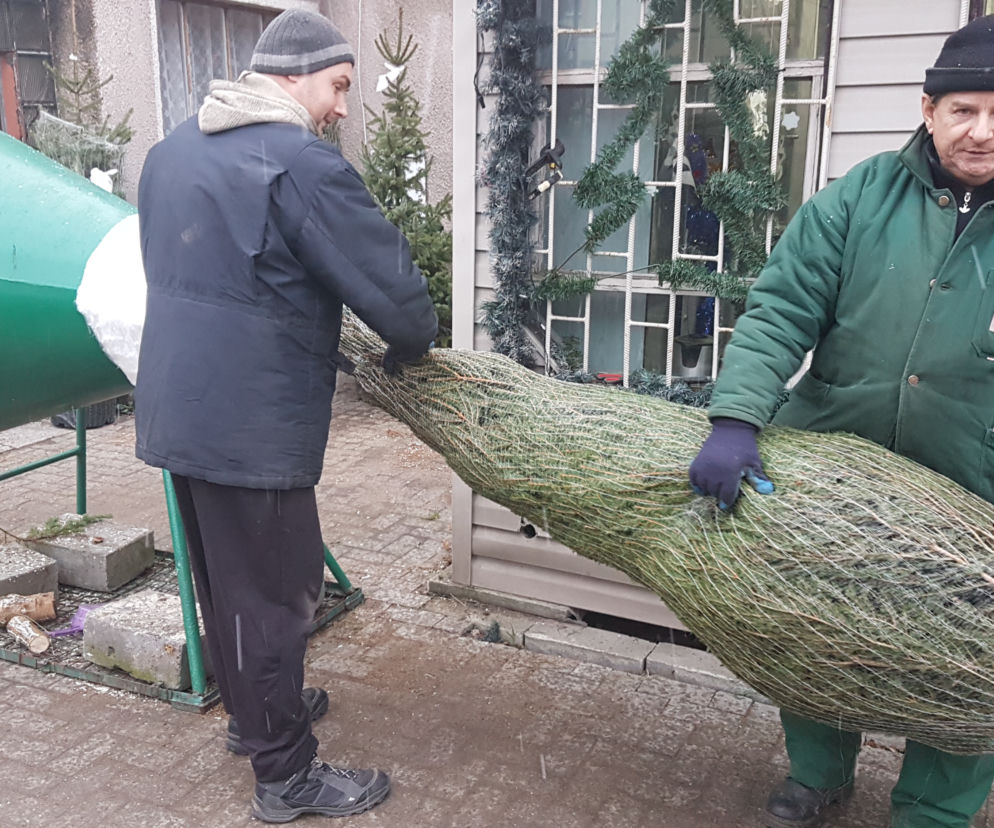 Gdzie kupić choinkę w Toruniu?