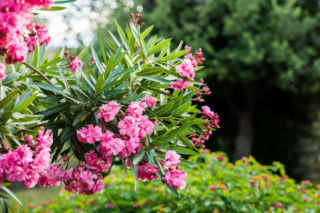 Zimująca bugenwilla i oleander [Porada eksperta]