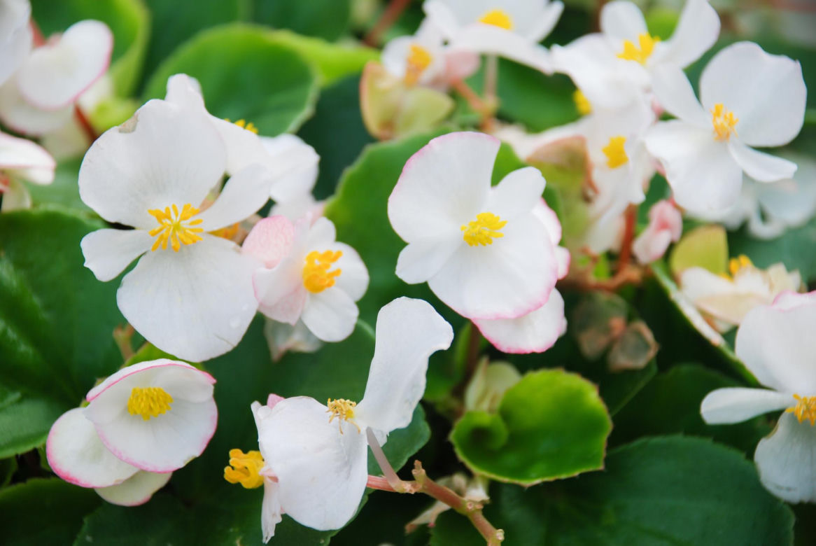 Begonia biała
