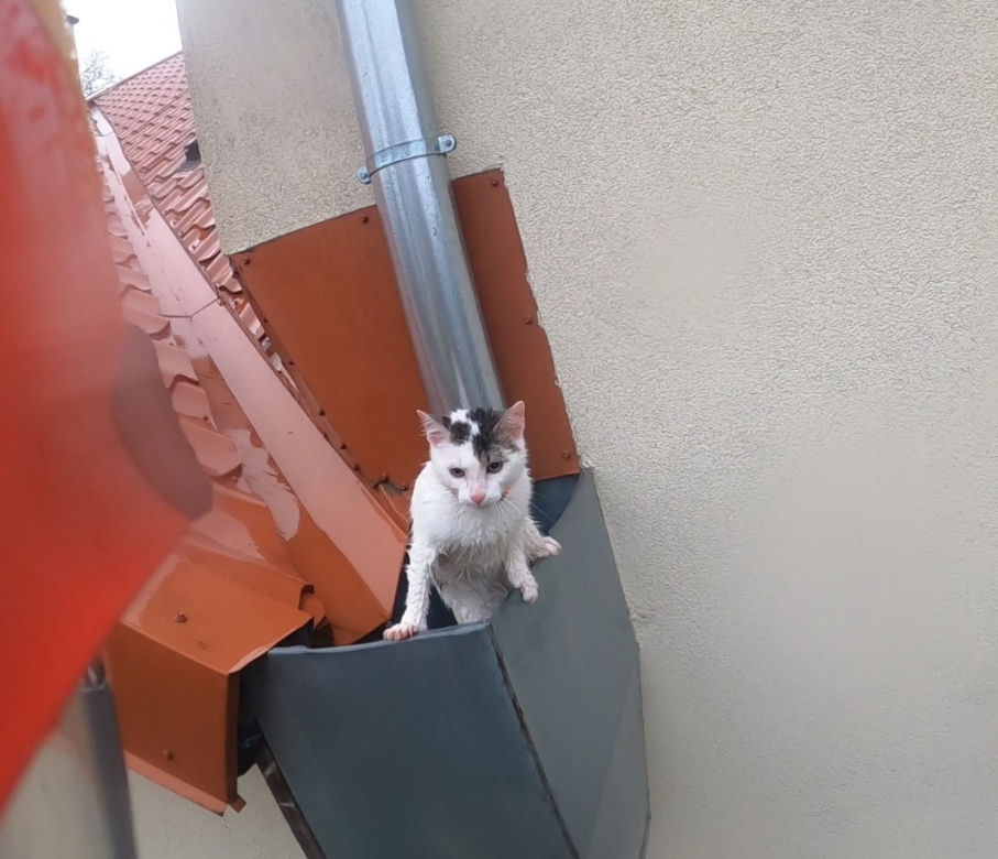 Węgorzewo. Kotek nie mógł wydostać się z rynny. Pomogli mu strażacy [FOTO]