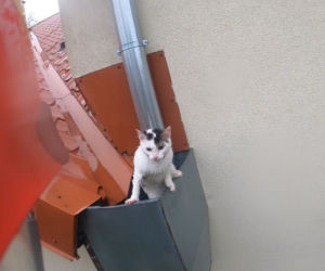 Węgorzewo. Kotek nie mógł wydostać się z rynny. Pomogli mu strażacy [FOTO]