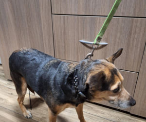 Skandal w Legnicy! Przywiązali psy do płotu schroniska i odjechali. Poznajesz je?