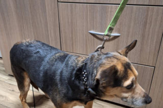 Skandal w Legnicy! Przywiązali psy do płotu schroniska i odjechali. Poznajesz je?