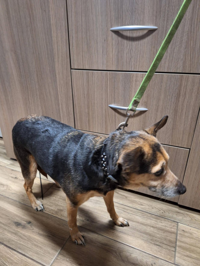 Skandal w Legnicy! Przywiązali psy do płotu schroniska i odjechali. Poznajesz je?