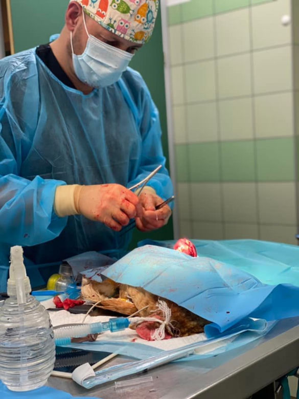Wygolili kurę jak do rosołu i zrobili operację [ZDJĘCIA]