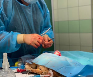 Wygolili kurę jak do rosołu i zrobili operację [ZDJĘCIA]