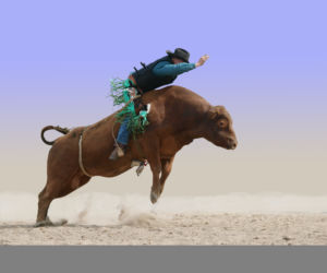 Chcę mieć hodowlę byków i własne rodeo