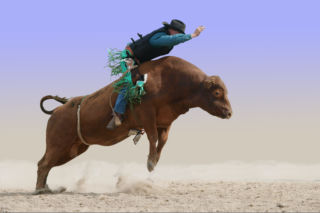 Chcę mieć hodowlę byków i własne rodeo