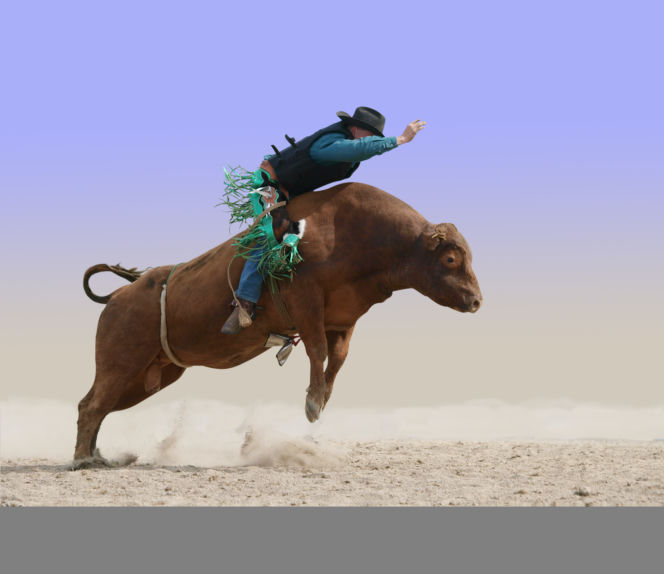 Chcę mieć hodowlę byków i własne rodeo