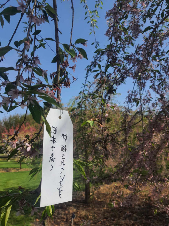 Kwitnące wiśnie i magnolie w Ogrodzie Botanicznym w Powsinie