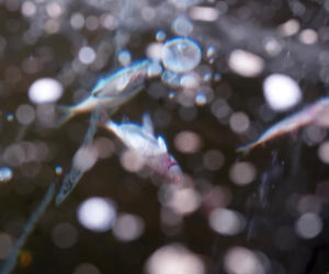 Rybi dramat w Białymstoku. Tysiące martwych ryb pod lodem