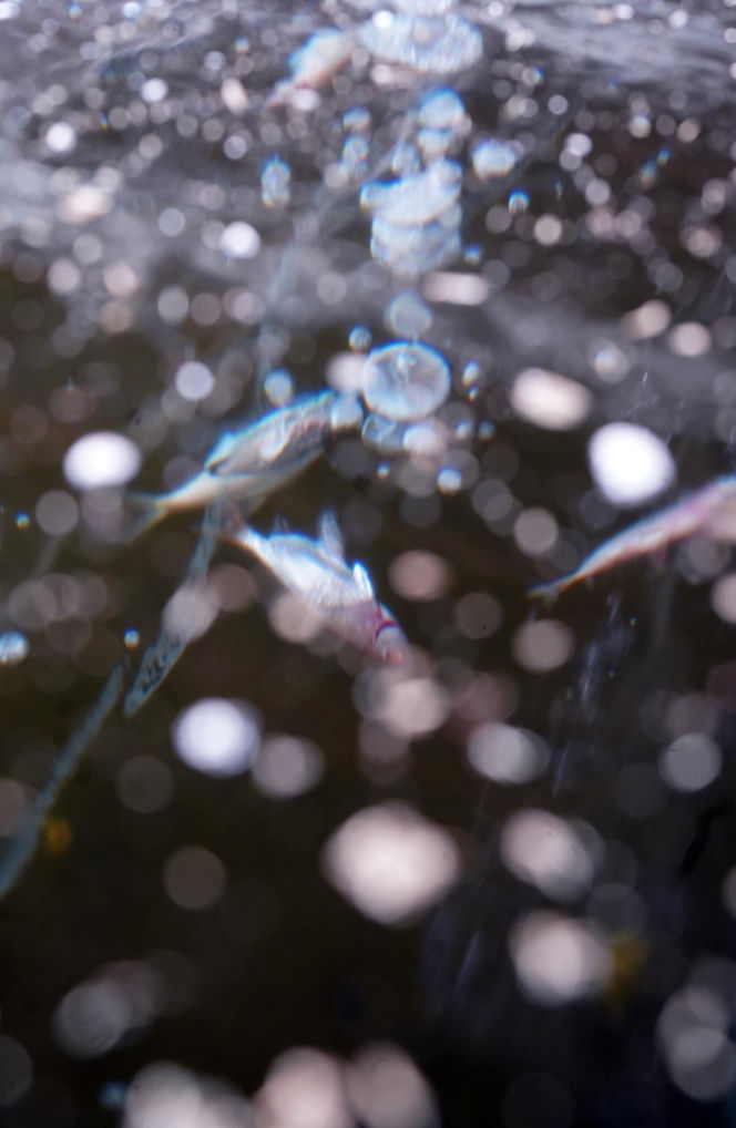 Rybi dramat w Białymstoku. Tysiące martwych ryb pod lodem