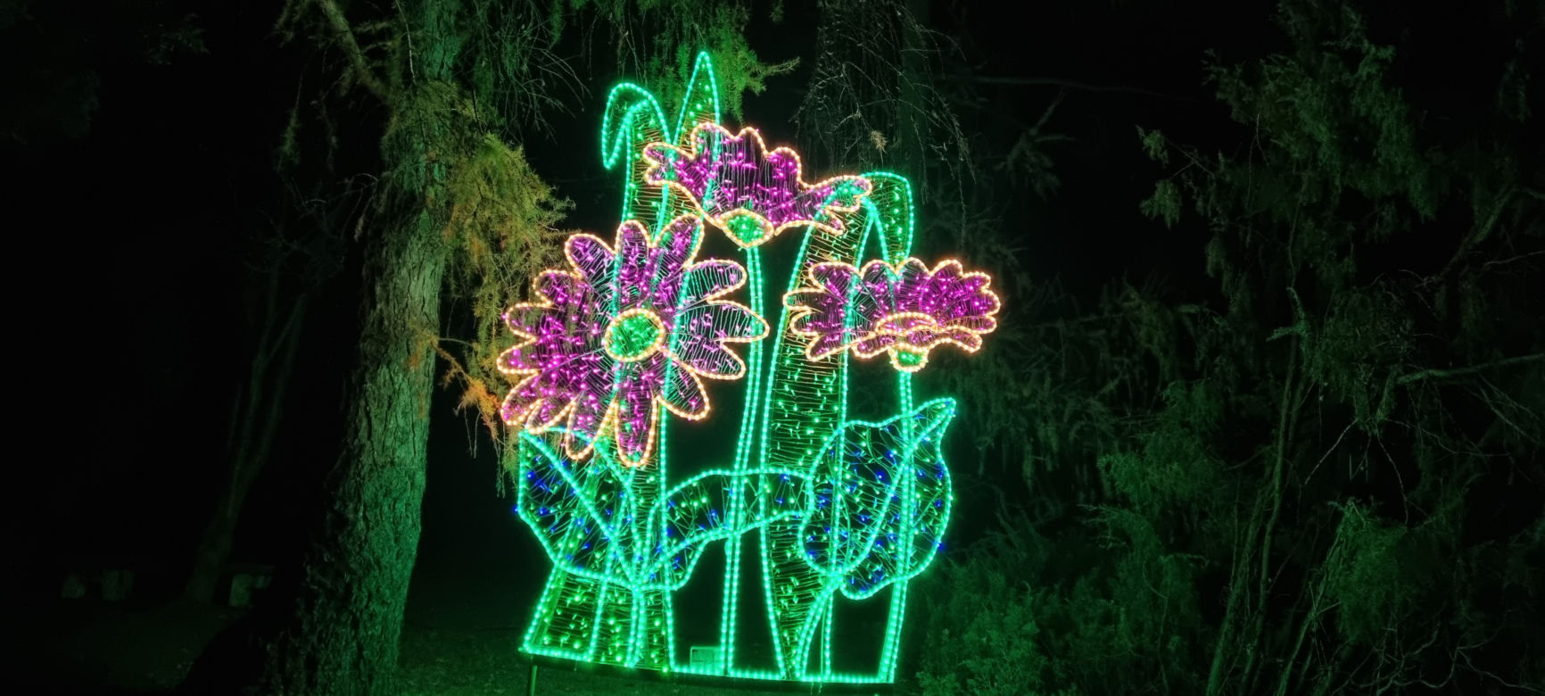 Ogród Botaniczny po zmroku zamienia się w magiczny ogród [GALERIA]