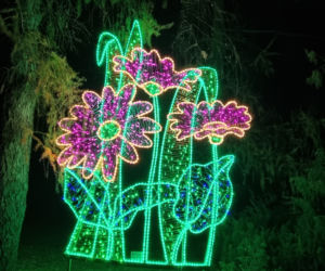 Ogród Botaniczny po zmroku zamienia się w magiczny ogród [GALERIA]