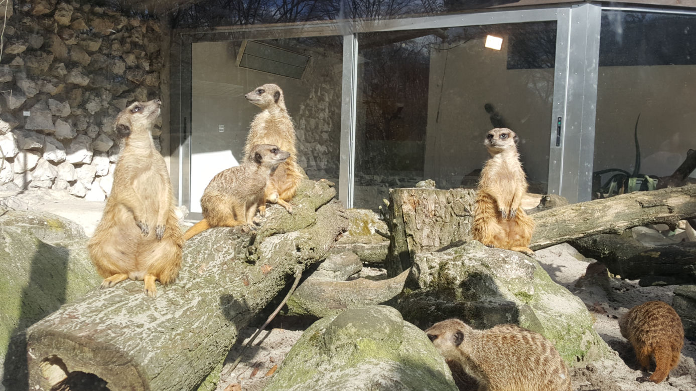 Nowe maluchy w krakowskim zoo! [GALERIA ZDJĘĆ, AUDIO]