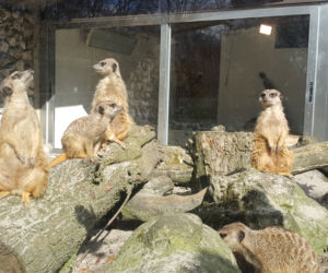 Nowe maluchy w krakowskim zoo! [GALERIA ZDJĘĆ, AUDIO]