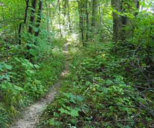 Miejski Trail w Żywcu