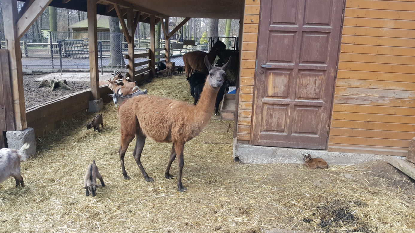 Nowe maluchy w krakowskim zoo! [GALERIA ZDJĘĆ, AUDIO]