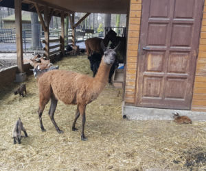 Nowe maluchy w krakowskim zoo! [GALERIA ZDJĘĆ, AUDIO]