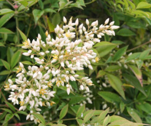 Nandina domowa