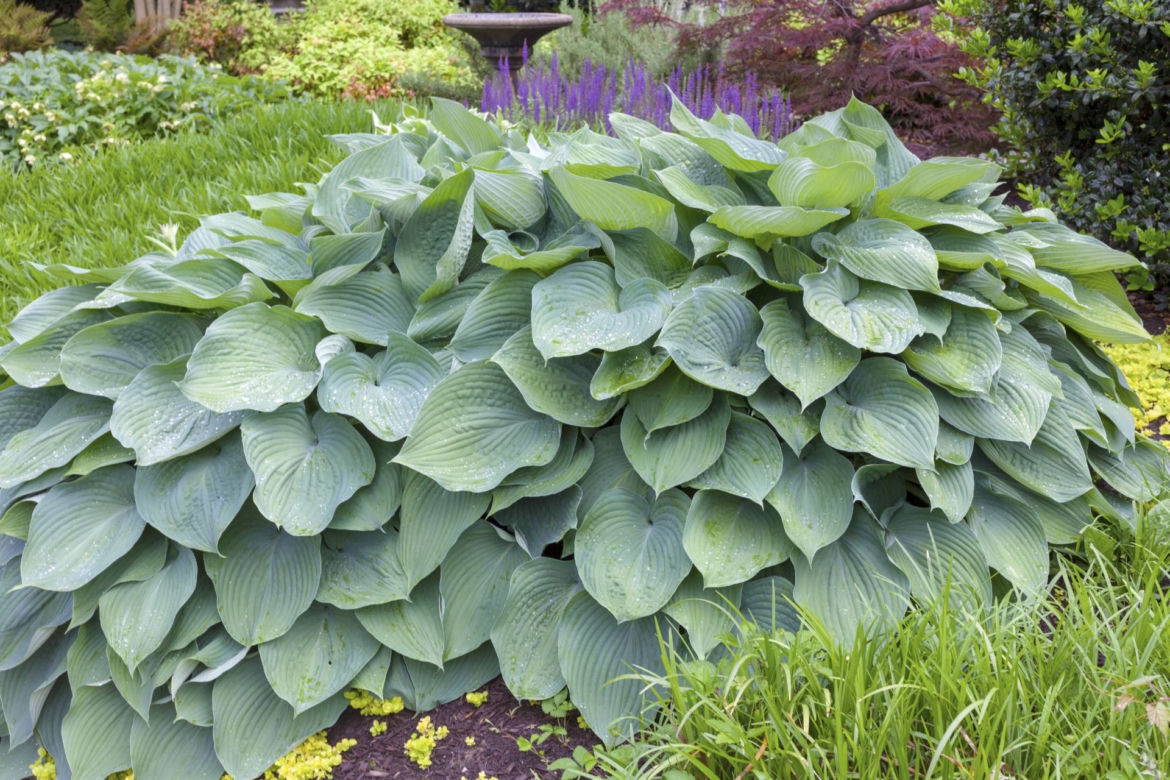 Hosta 'Big Daddy'