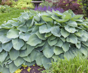 Hosta 'Big Daddy'