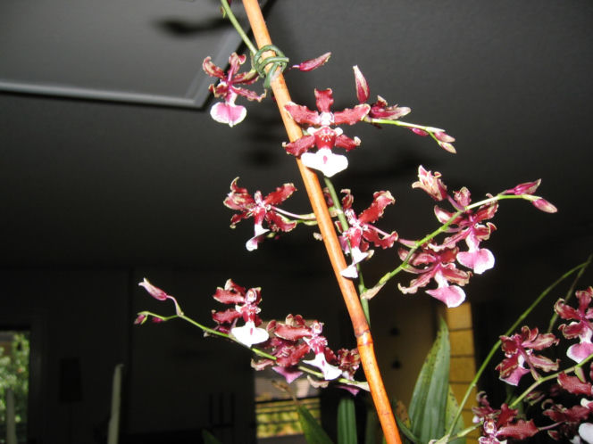 Ten storczyk pachnie, jak czekolada! Zniewala nie tylko wyglądem, ale i zapachem