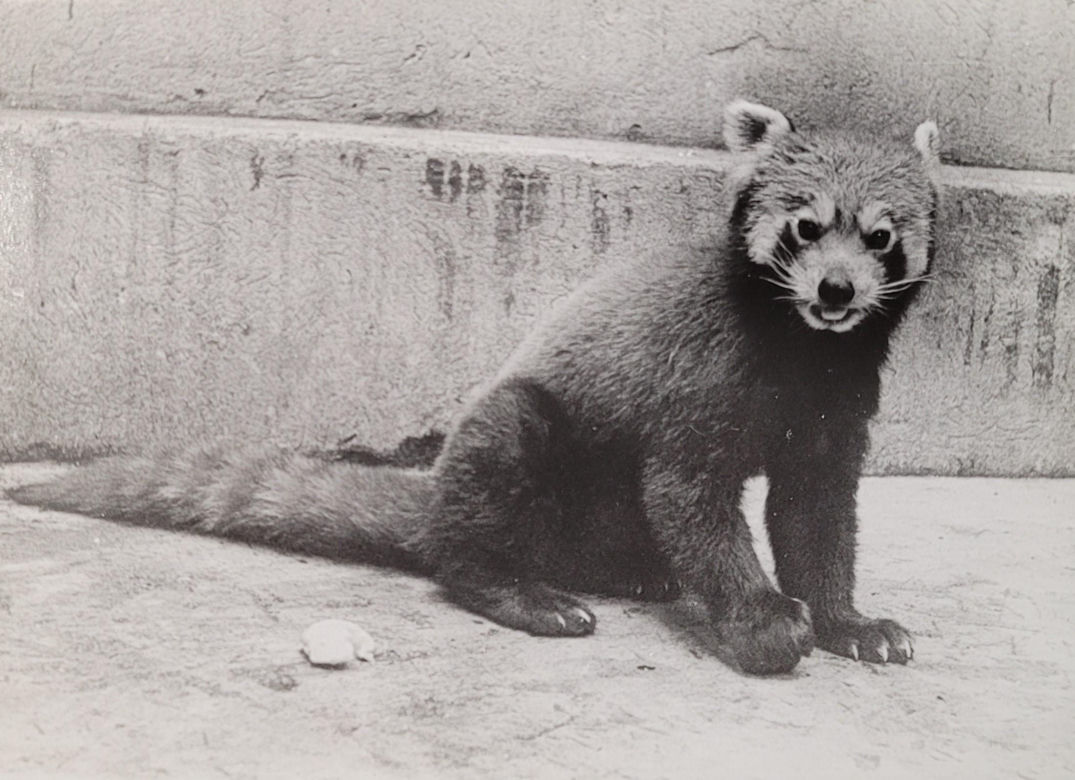 Łódzkie zoo w latach 70.