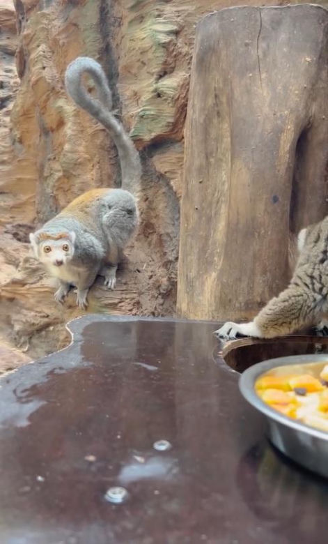 Ale słodziaki! Lemury z wrocławskiego zoo świętują urodziny. Zobacz jak zajadają banany i papaje 