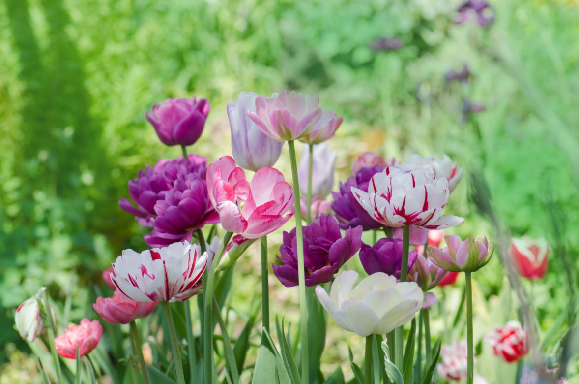 Tulipan