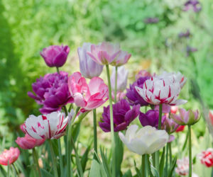 Tulipan