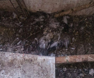 Przerażające odkrycie w Krakowie: Padłe gołębie i metrowa warstwa ptasich odchodów na balkonie [AUDIO, ZDJĘCIA]