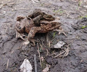 Bydgoszcz: Wiosenna migracja płazów pod eskortą